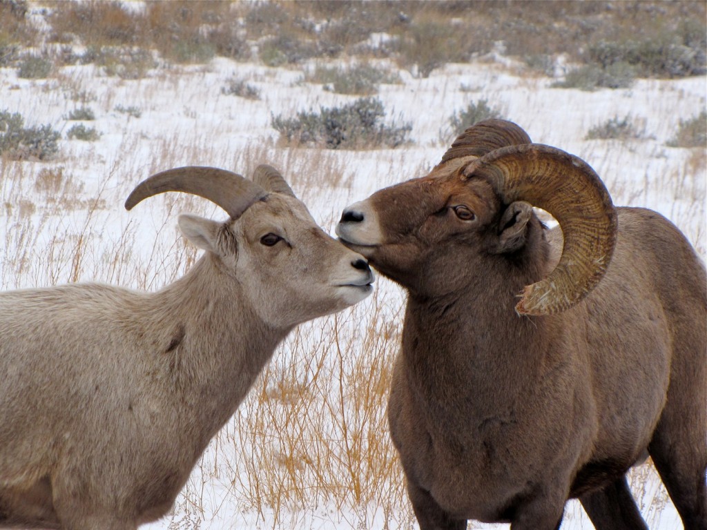 Bighorn Sheep Backgrounds, Compatible - PC, Mobile, Gadgets| 1024x768 px