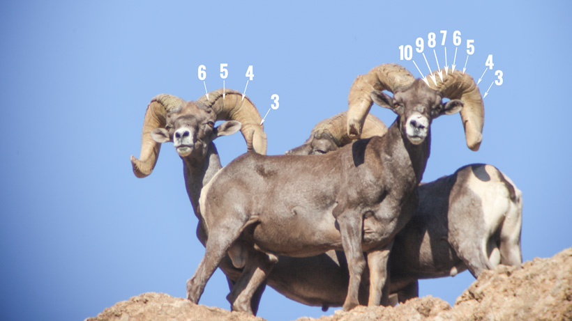 Bighorn Sheep High Quality Background on Wallpapers Vista
