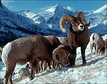 Bighorn Sheep #18