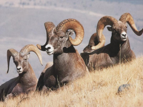 Nice Images Collection: Bighorn Sheep Desktop Wallpapers