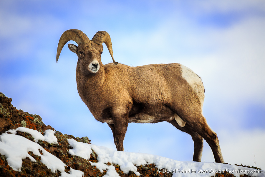 Bighorn Sheep Backgrounds, Compatible - PC, Mobile, Gadgets| 900x600 px