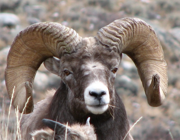 Bighorn Sheep Backgrounds on Wallpapers Vista