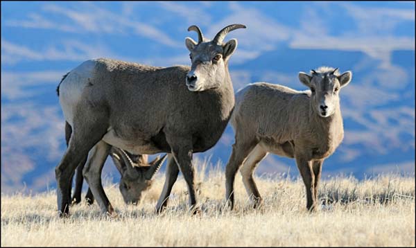 HD Quality Wallpaper | Collection: Animal, 600x358 Bighorn Sheep