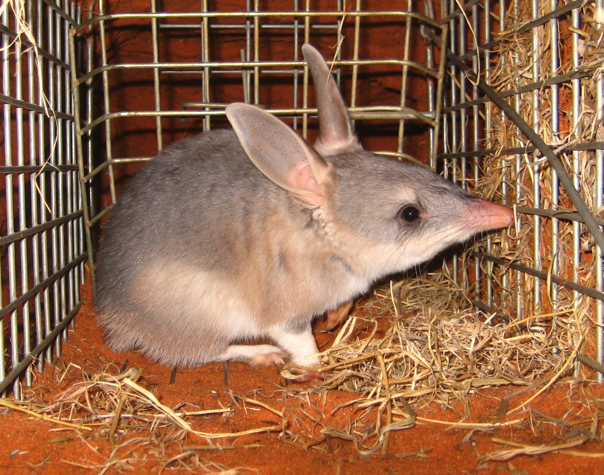 HD Quality Wallpaper | Collection: Animal, 1239x975 Bilby