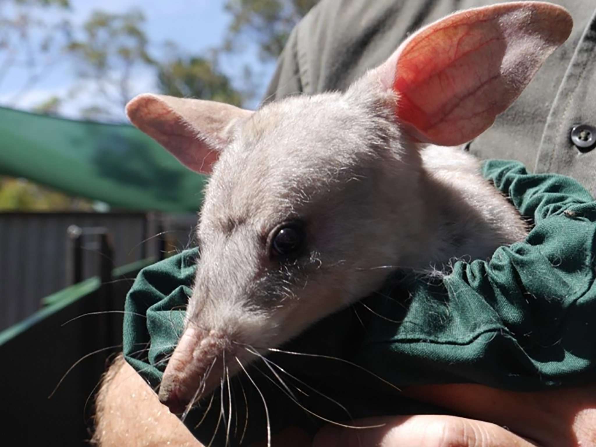 Images of Bilby | 2048x1536