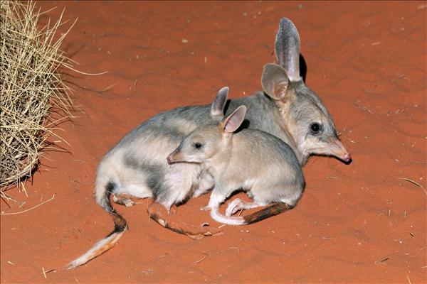 600x400 > Bilby Wallpapers