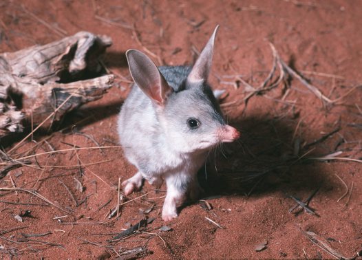 Amazing Bilby Pictures & Backgrounds