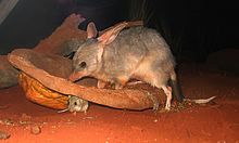 220x132 > Bilby Wallpapers