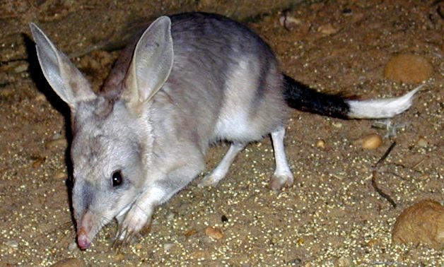 Amazing Bilby Pictures & Backgrounds