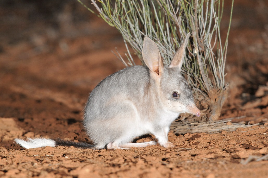 1029x684 > Bilby Wallpapers