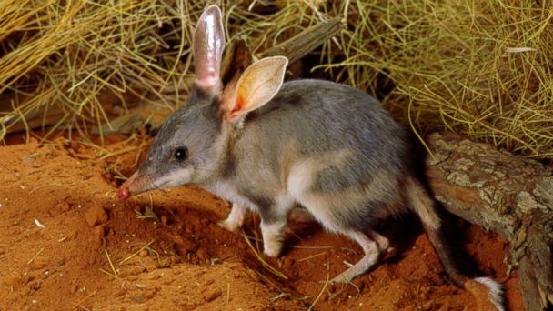 608x342 > Bilby Wallpapers