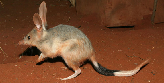 Bilby High Quality Background on Wallpapers Vista