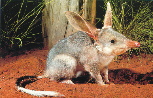 Images of Bilby | 540x345