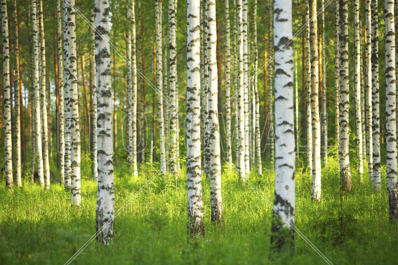 Birch Backgrounds on Wallpapers Vista