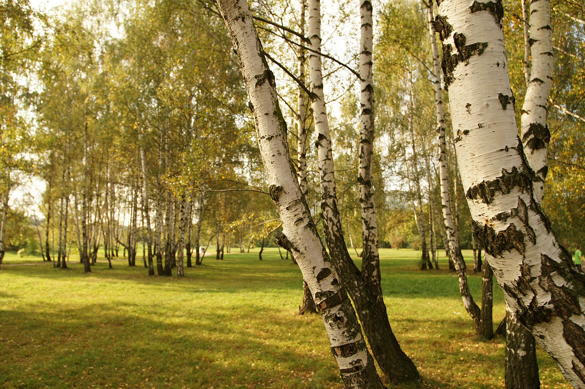 Birch Pics, Earth Collection