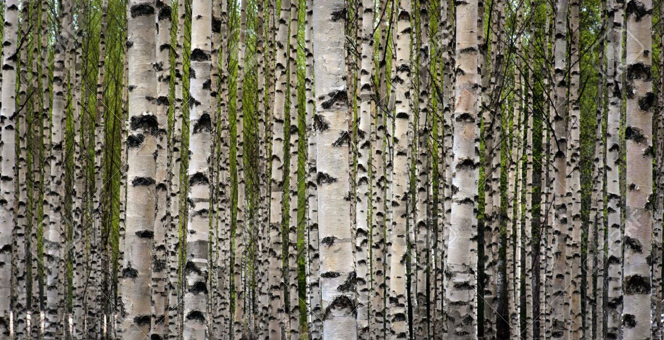 Nice Images Collection: Birch Desktop Wallpapers