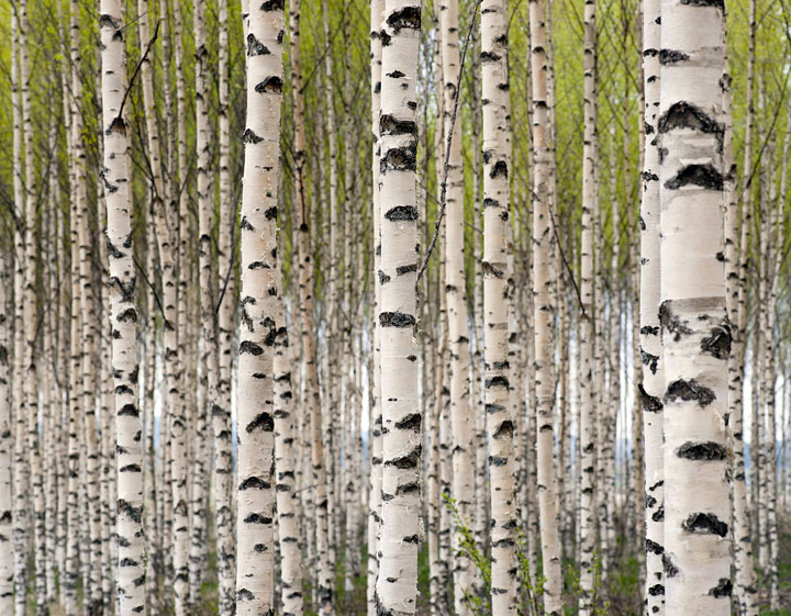 Birch High Quality Background on Wallpapers Vista