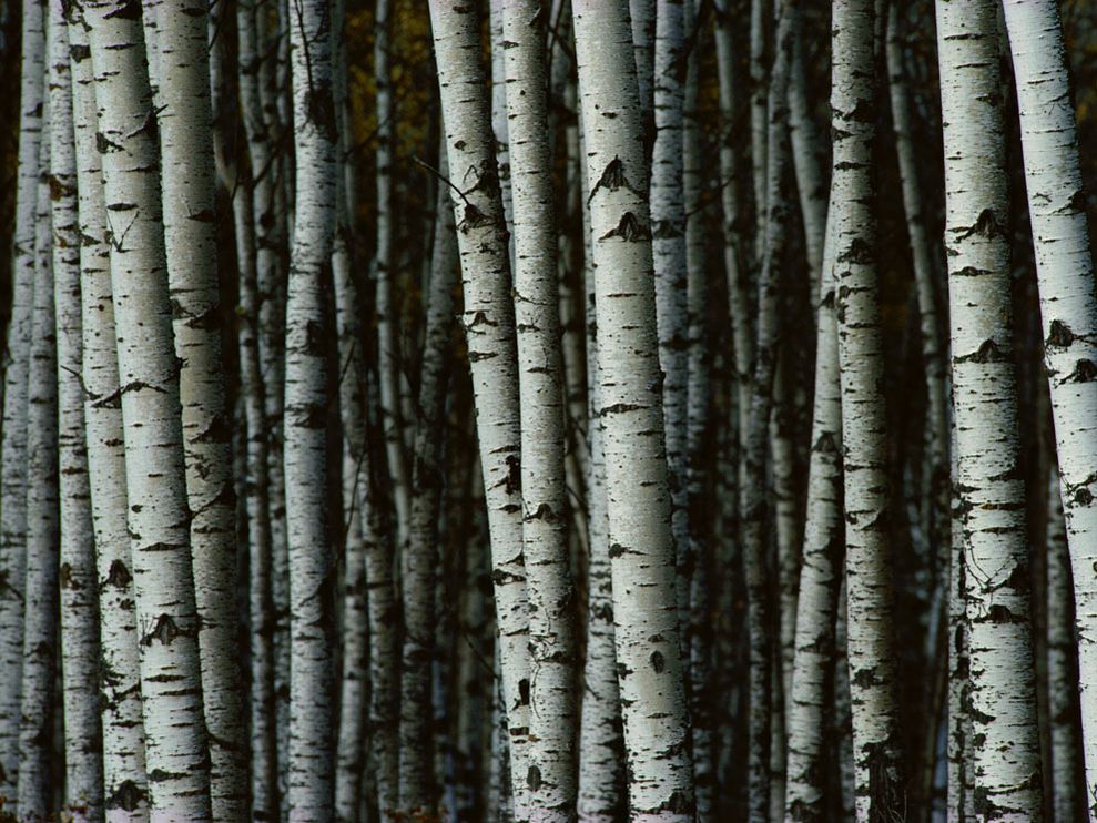 Amazing Birch Pictures & Backgrounds