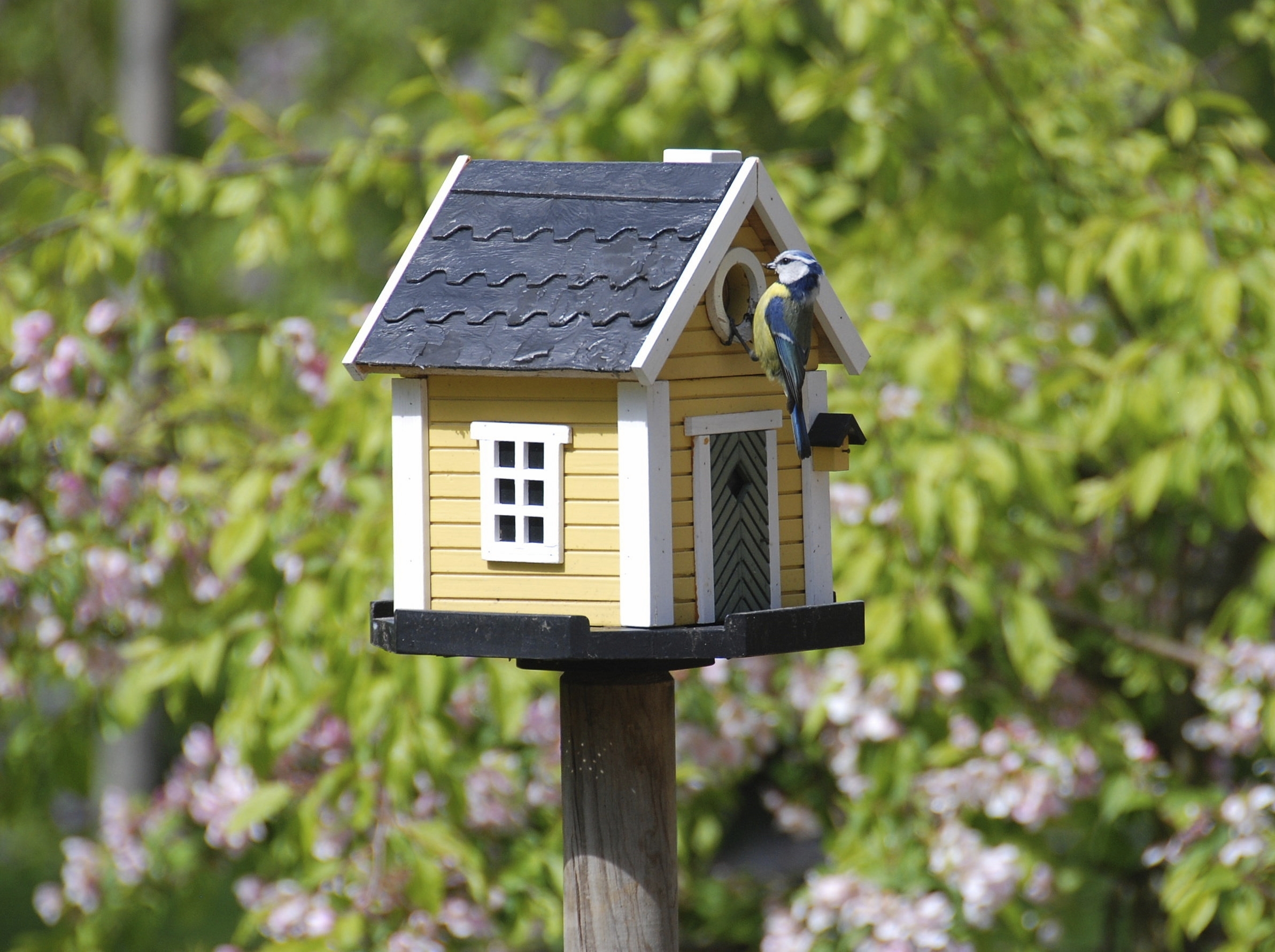 Bird House #22