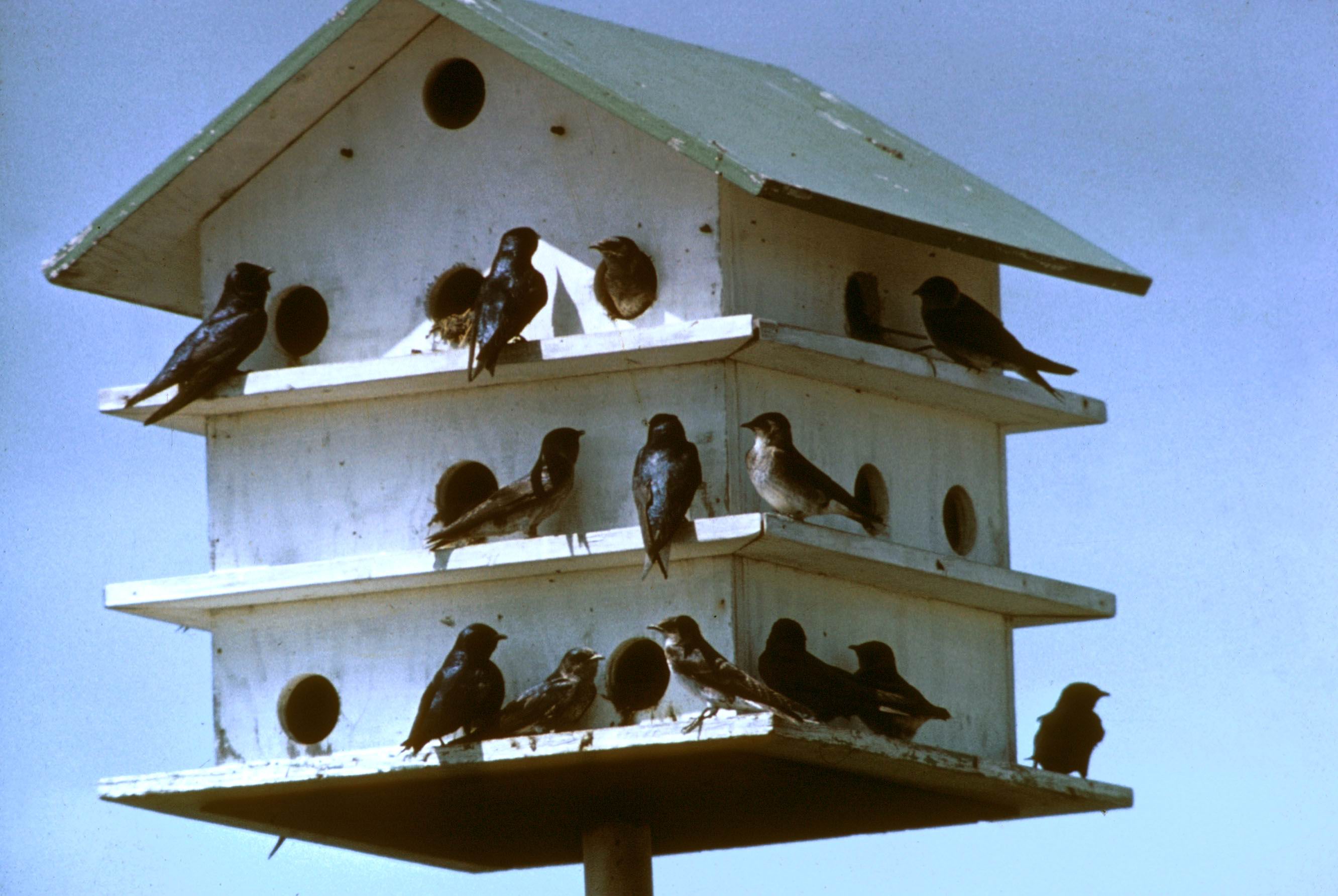 Amazing Bird House Pictures & Backgrounds