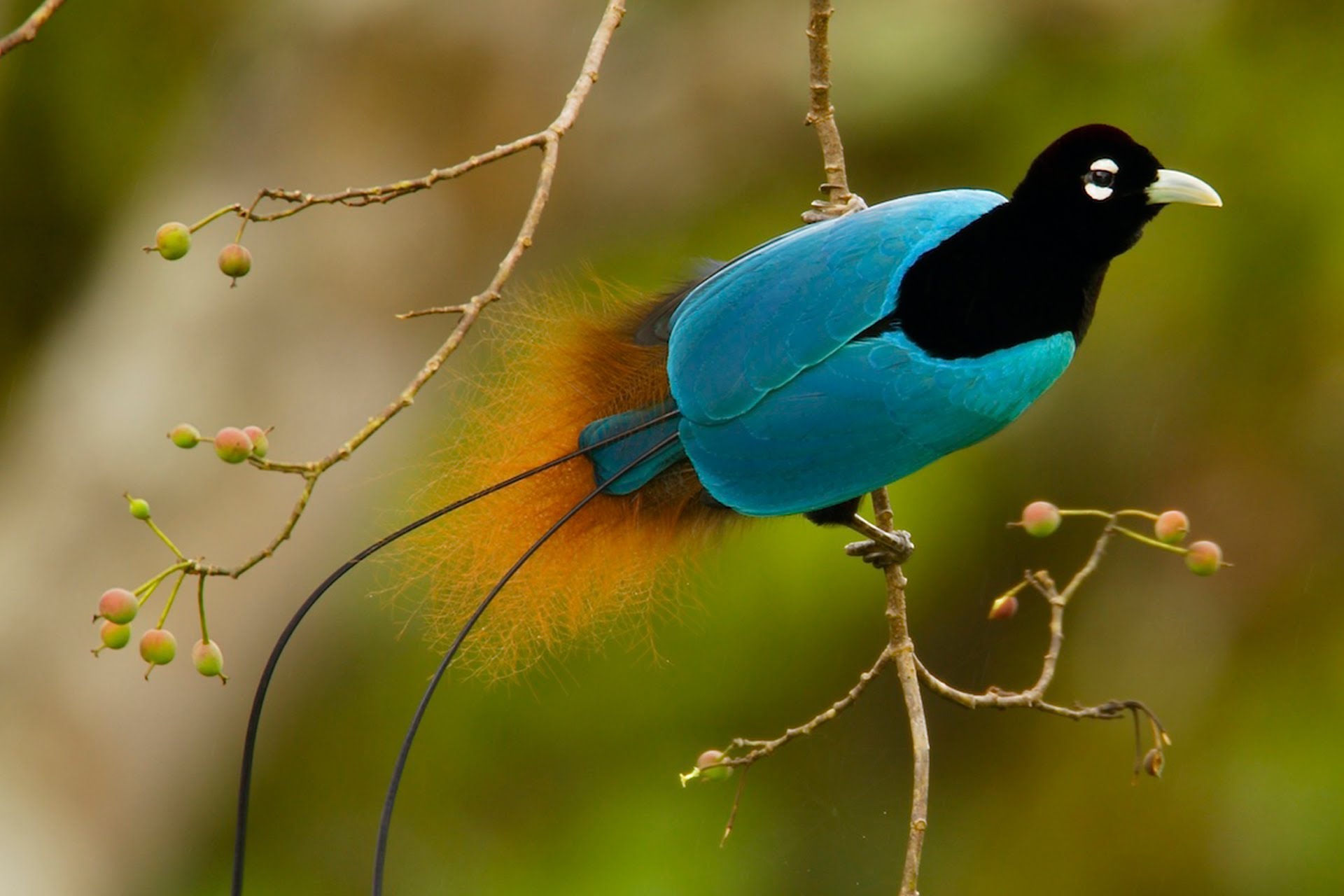 Bird Of Paradise Backgrounds on Wallpapers Vista