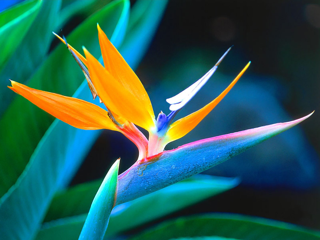 Nice Images Collection: Bird Of Paradise Desktop Wallpapers