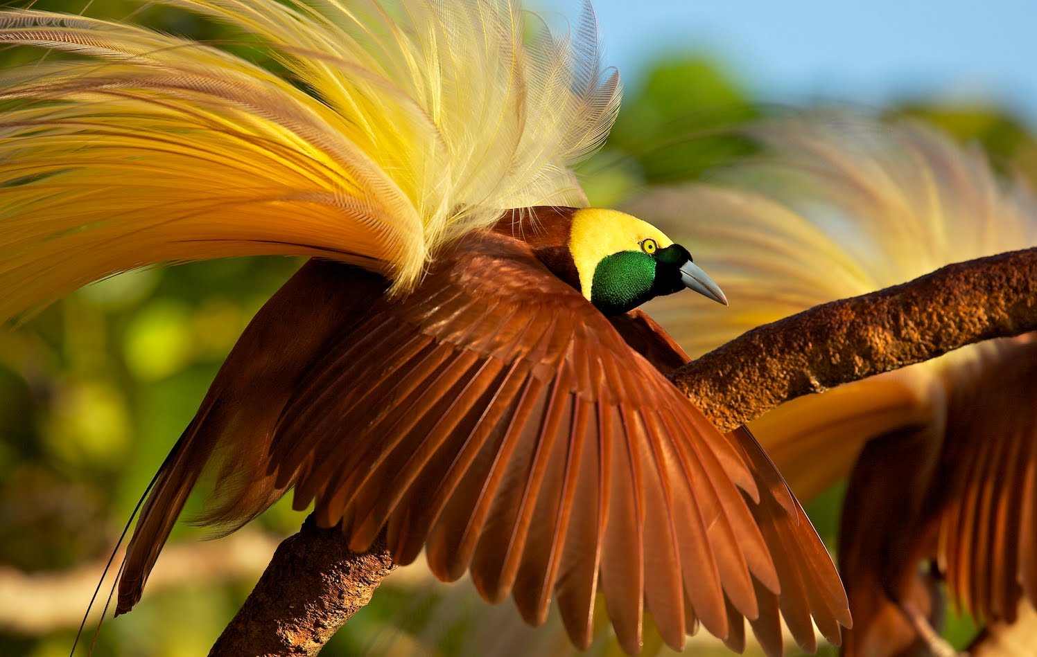 Bird Of Paradise Pics, Animal Collection