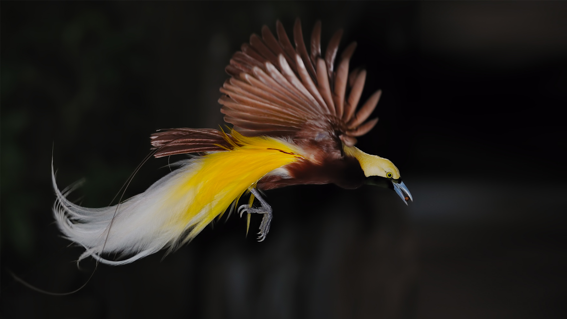 Bird Of Paradise Pics, Animal Collection