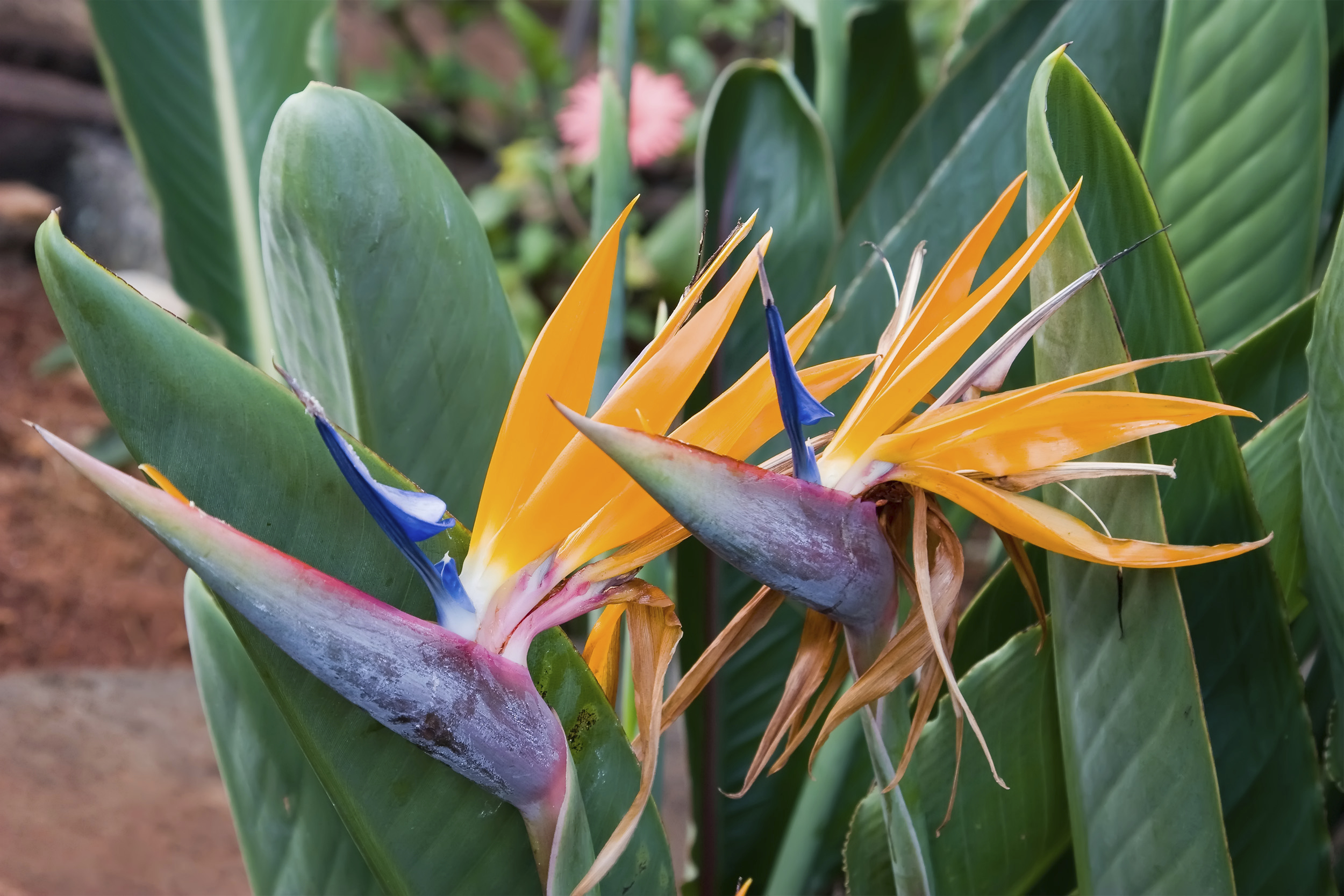Amazing Bird Of Paradise Pictures & Backgrounds