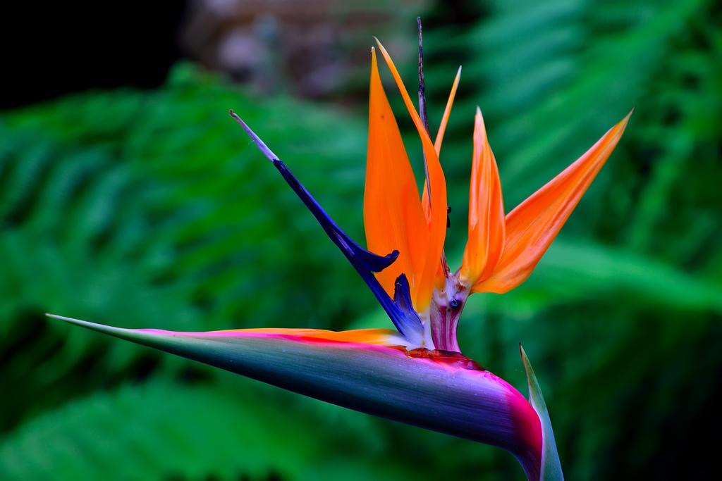 Amazing Bird Of Paradise Pictures & Backgrounds