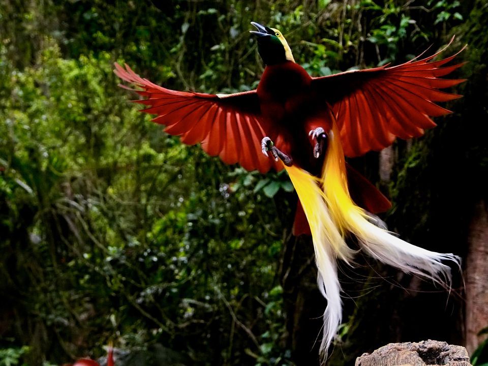 Bird Of Paradise High Quality Background on Wallpapers Vista