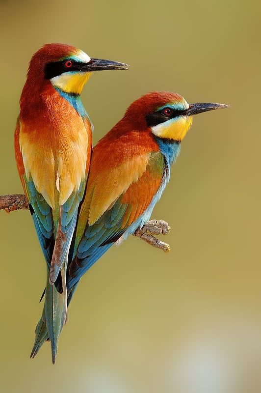 Bird HD wallpapers, Desktop wallpaper - most viewed