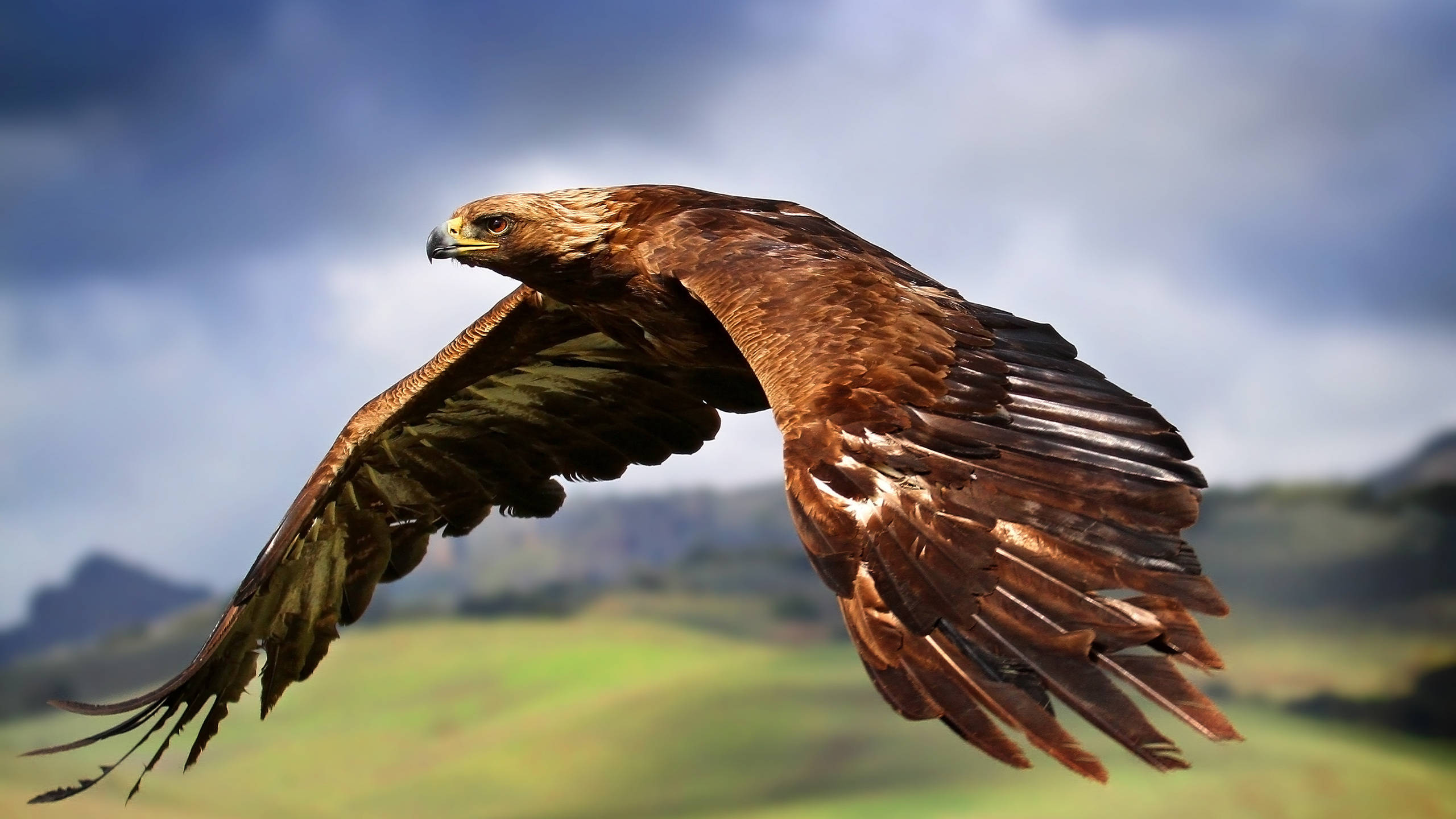 Amazing Birds Of Prey Pictures & Backgrounds