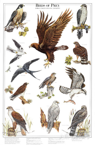 HQ Birds Of Prey Wallpapers | File 63.81Kb