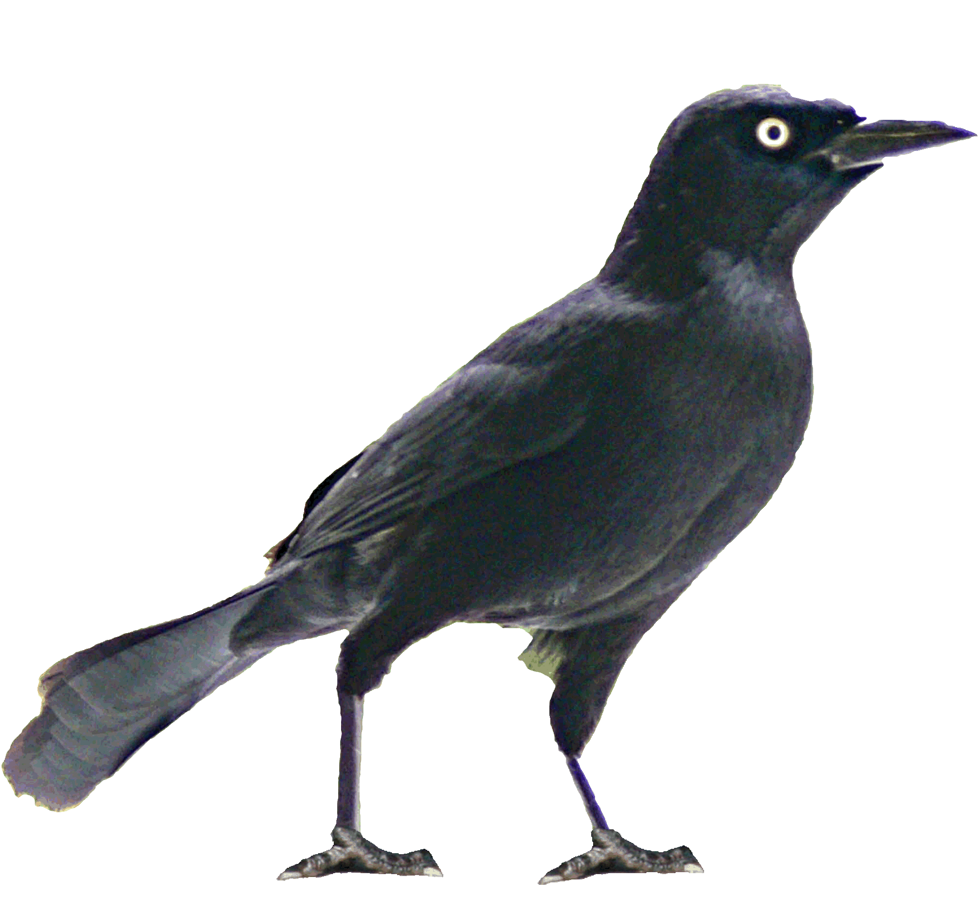 Images of Black Bird | 2010x1881
