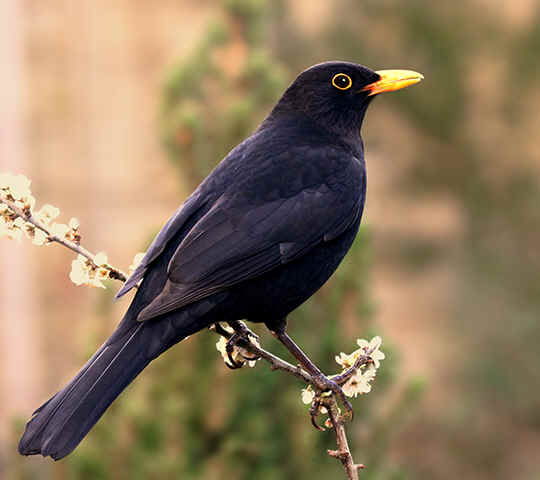 Black Bird #19
