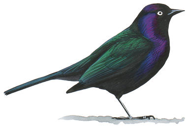 Black Bird #14