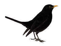 Black Bird #21