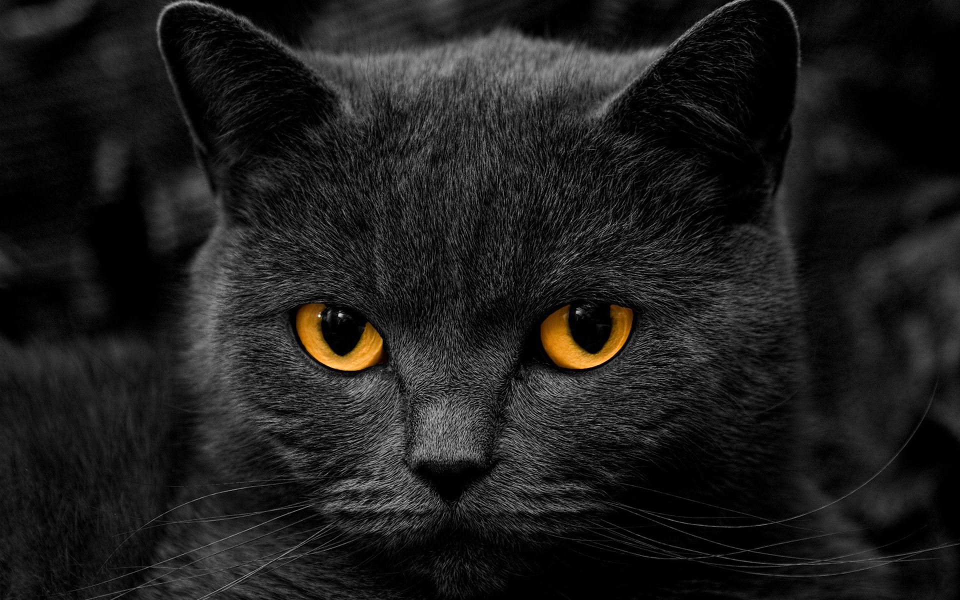 Black Cat #9