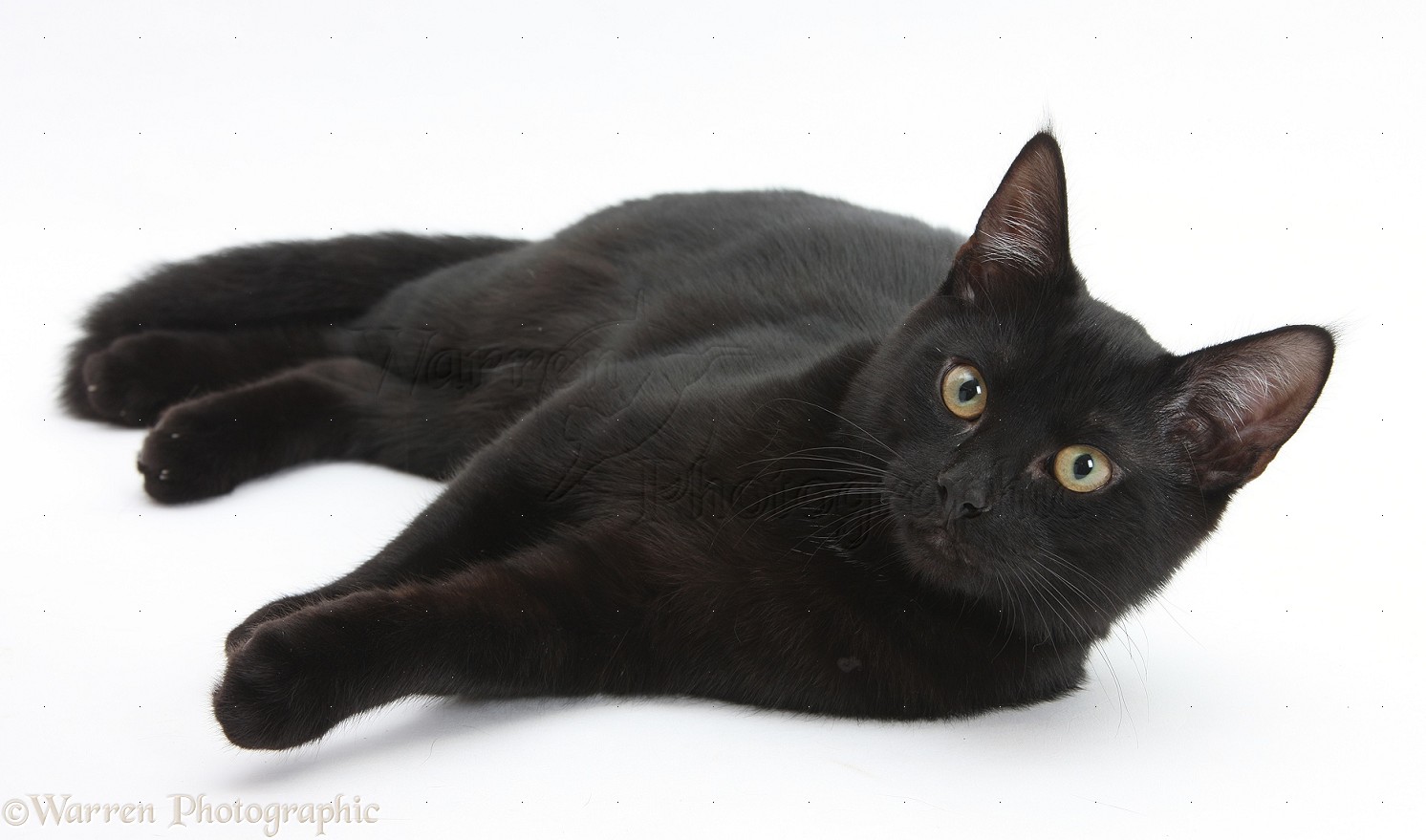 Nice Images Collection: Black Cat Desktop Wallpapers