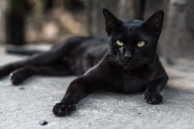 Black Cat #12