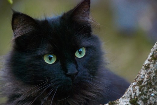 Nice wallpapers Black Cat 520x348px