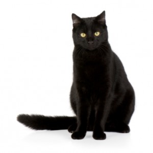 Black Cat #19