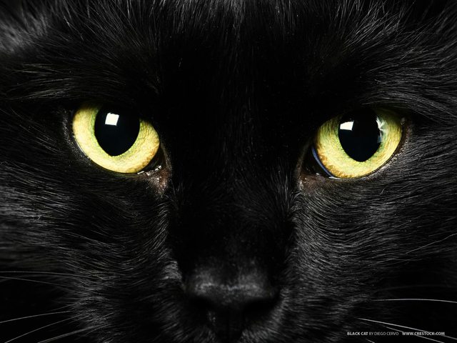 Black Cat #20