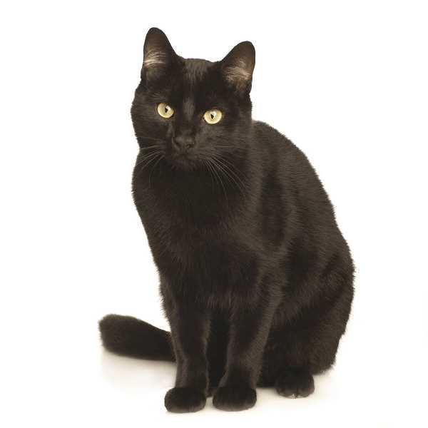 Black Cat HD wallpapers, Desktop wallpaper - most viewed