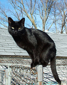 Black Cat #16