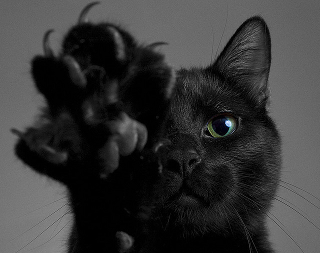 Black Cat #17