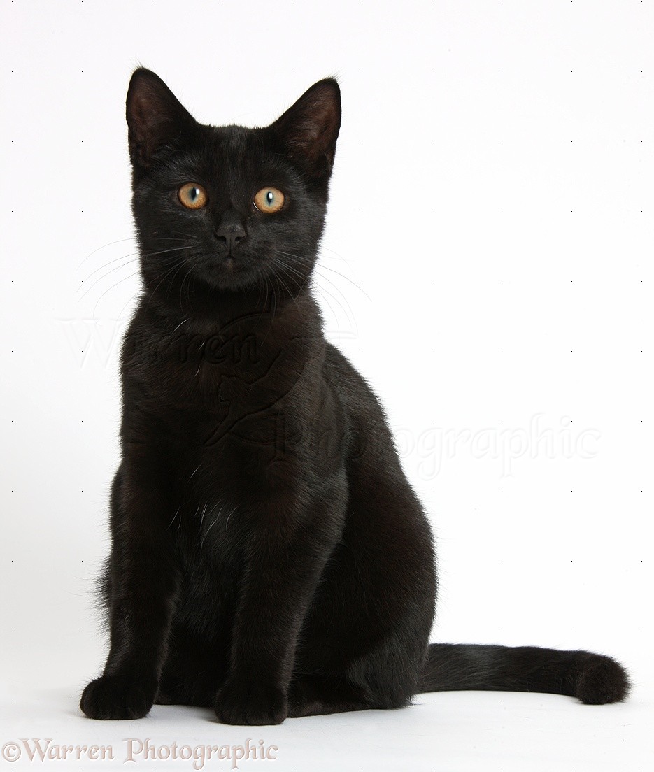 Black Cat #15