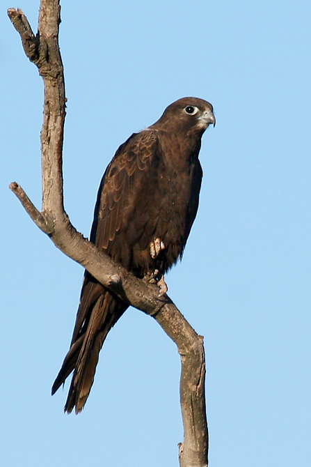 Black Falcon #27
