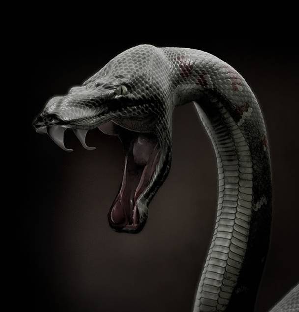Nice Images Collection: Black Mamba Desktop Wallpapers